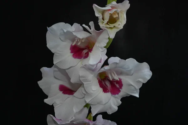 Vackra Gladiolus Mörk Bakgrund Sommar Koncept Nära Utsikt — Stockfoto