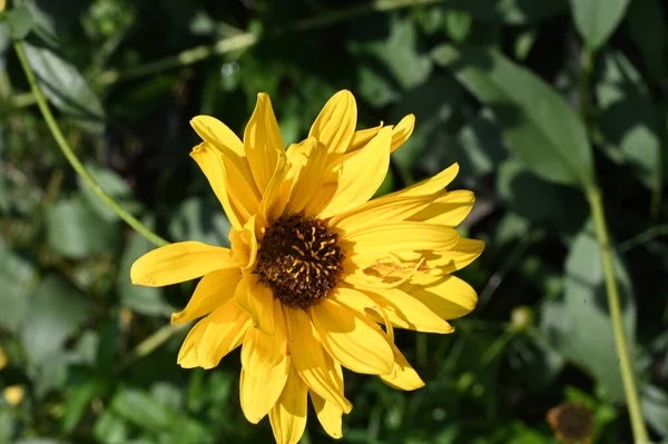 Hermosa Flor Que Crece Jardín Verano Día Soleado — Foto de Stock