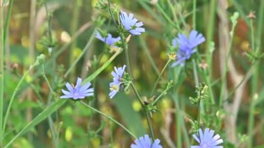 Güneşli yaz gününde bahçede yetişen güzel çiçekler. 