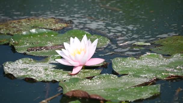 Belle Floraison Lotus Poussant Dans Étang Jour Été — Video