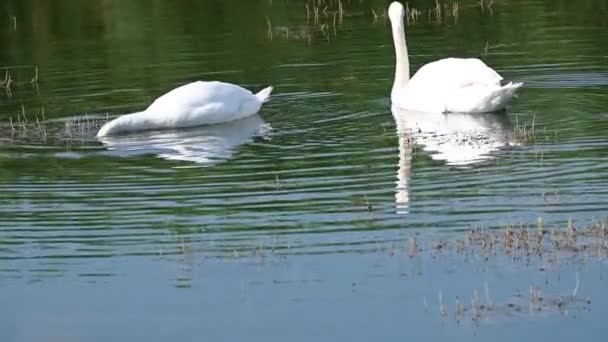 美丽的白天鹅在湖面上游动 — 图库视频影像
