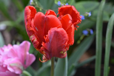 Güneşli yaz gününde bahçede büyüyen güzel laleler. 