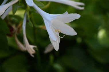 Güneşli yaz gününde bahçede yetişen güzel çiçekler. 