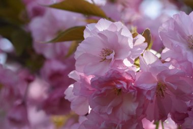 Çiçek açan ağaç dalları, güzel çiçekler, yakın plan, bahar konsepti.  