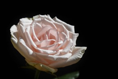 Koyu arkaplanda güzel bir gül, yaz konsepti, yakın görüş  