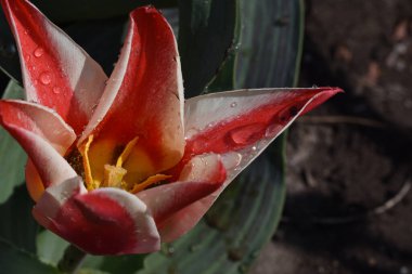 Güneşli yaz gününde bahçede büyüyen güzel lale çiçekleri. 