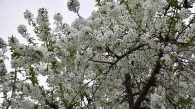 Çiçek açan kiraz ağacı dalları. Güzel çiçekler, yakın plan, bahar konsepti.  