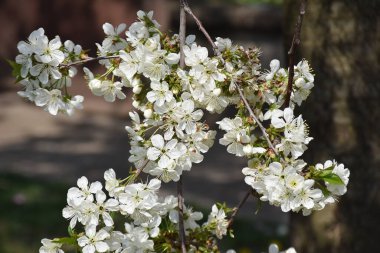 Çiçek açan kiraz ağacı dalları. Güzel çiçekler, yakın plan, bahar konsepti.  