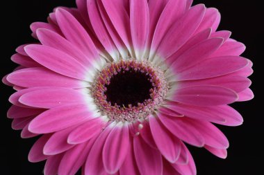 Siyah arkaplandaki güzel çiçeğe yaklaş