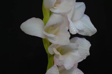 Karanlık arka planda güzel gladyatörler, yaz konsepti, yakın görüş  