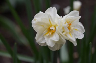 Güneşli yaz gününde bahçede yetişen güzel nergisler. 