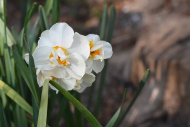 Güneşli yaz gününde bahçede yetişen güzel nergisler. 