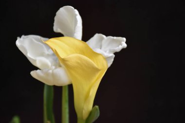 Güneşli yaz gününde bahçede büyüyen güzel güller. 