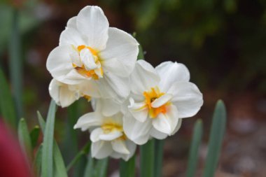 Güneşli yaz gününde bahçede yetişen güzel nergisler. 
