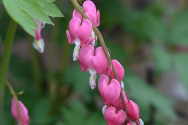 Güneşli yaz gününde bahçede yetişen güzel dicentra çiçekleri. 