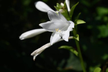 Güneşli yaz gününde bahçede yetişen güzel çiçekler. 