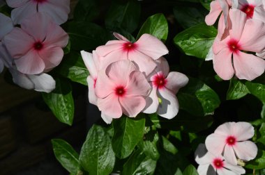 Güneşli yaz gününde bahçede yetişen güzel çiçekler. 