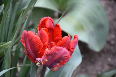 Güneşli yaz gününde bahçede büyüyen güzel lale çiçekleri. 