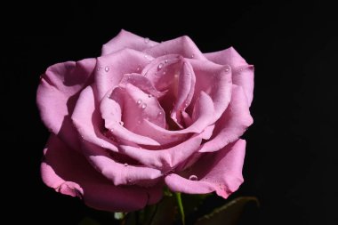 Koyu arkaplanda güzel bir gül, yaz konsepti, yakın görüş  