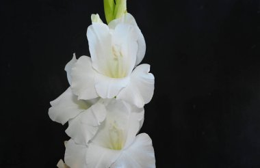 Karanlık arka planda güzel gladyatörler, yaz konsepti, yakın görüş  