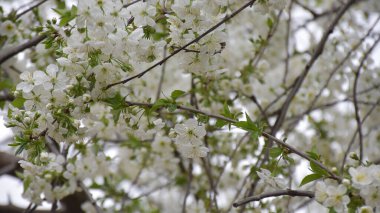 Güzel çiçekli elma ağacı dalları, yakın plan, bahar konsepti.  