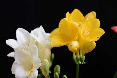 Koyu arkaplanda güzel çiçekler, yaz konsepti, yakın manzara  