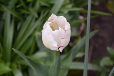Güneşli yaz gününde bahçede büyüyen güzel lale çiçekleri. 