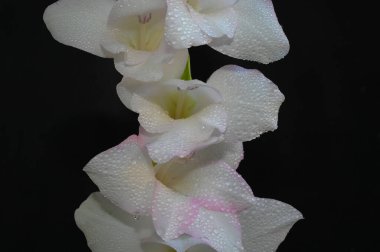 Karanlık arka planda güzel gladyatörler, yaz konsepti, yakın görüş  