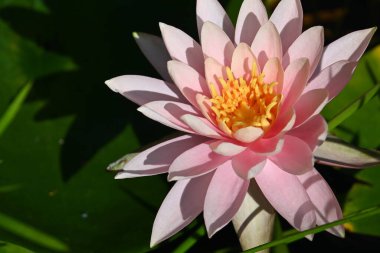 Güzel çiçek açan nilüfer çiçekleri yaz günü gölette büyür. 