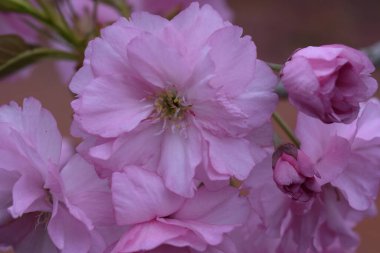 Bahçede büyüyen pembe çiçekli çiçek açan ağaç yaz güneşli bir günde 