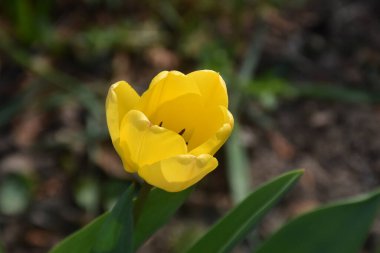 Güneşli yaz gününde bahçede büyüyen güzel lale çiçekleri. 
