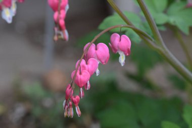 Güneşli yaz gününde bahçede yetişen güzel dicentra çiçekleri. 
