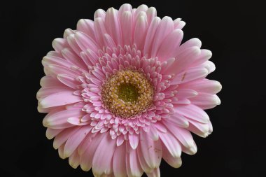 Siyah arkaplandaki güzel çiçeğe yaklaş