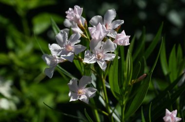 Güneşli yaz gününde bahçede yetişen güzel çiçekler. 