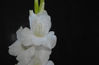Karanlık arka planda güzel gladyatörler, yaz konsepti, yakın görüş  