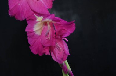 Karanlık arka planda güzel gladyatörler, yaz konsepti, yakın görüş  