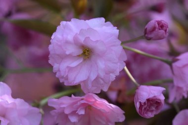 Çiçek açan ağaç dalları, güzel çiçekler, yakın plan, bahar konsepti.  