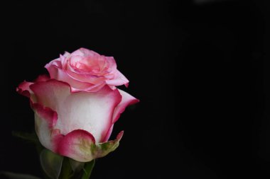 Koyu arkaplanda güzel bir gül, yaz konsepti, yakın görüş  