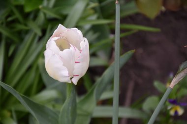 Güneşli yaz gününde bahçede büyüyen güzel lale çiçekleri. 