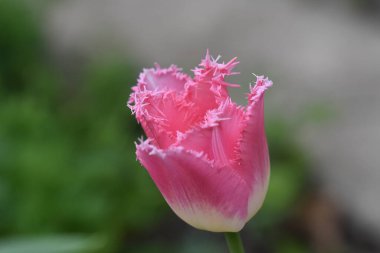 Güneşli yaz gününde bahçede büyüyen güzel lale çiçekleri. 