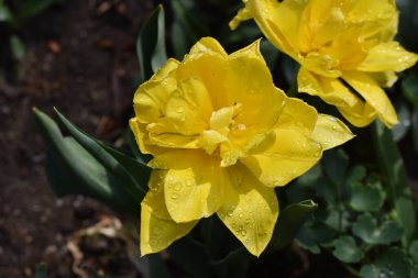 Güneşli yaz gününde bahçede büyüyen güzel laleler. 