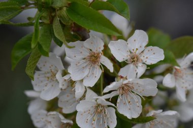 Bahçede büyüyen pembe çiçekli çiçek açan ağaç yaz güneşli bir günde 