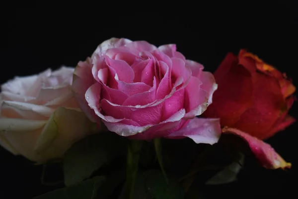 Krásné Růže Tmavém Pozadí Letní Koncept Zblízka — Stock fotografie