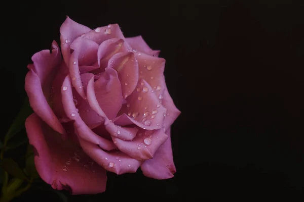 Belle Rose Sur Fond Sombre Concept Été Vue Rapprochée — Photo