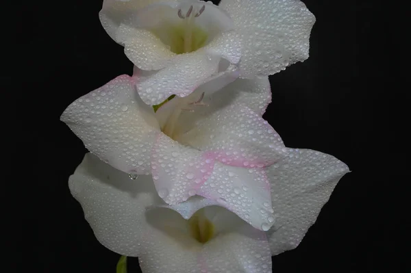 Bellissimi Gladioli Sfondo Scuro Concetto Estivo Vista Vicino — Foto Stock