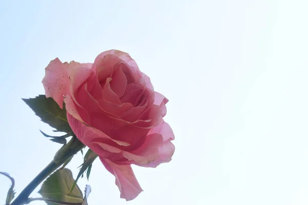 Bela Rosa Flor Fundo Céu Conceito Verão Vista Perto — Fotografia de Stock