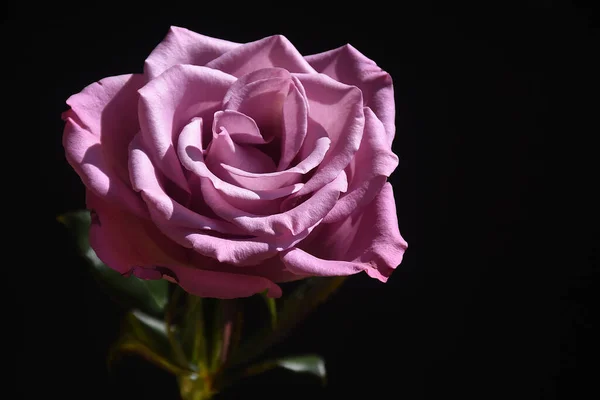 Bela Rosa Fundo Escuro Conceito Verão Vista Perto — Fotografia de Stock