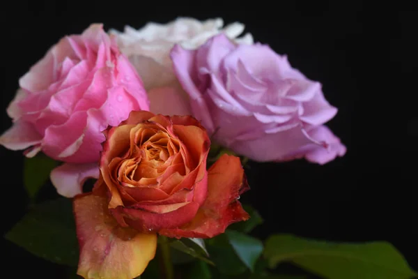 Hermosas Rosas Sobre Fondo Oscuro Concepto Verano Vista Cercana — Foto de Stock