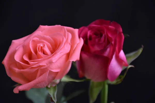 Belles Roses Sur Fond Sombre Concept Été Vue Rapprochée — Photo