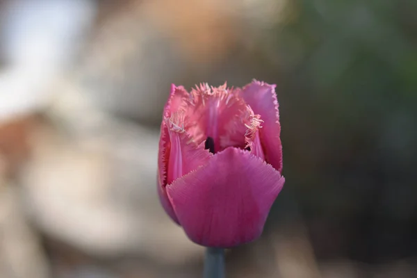 Hermosa Flor Tulipán Creciendo Jardín Verano Día Soleado — Foto de Stock